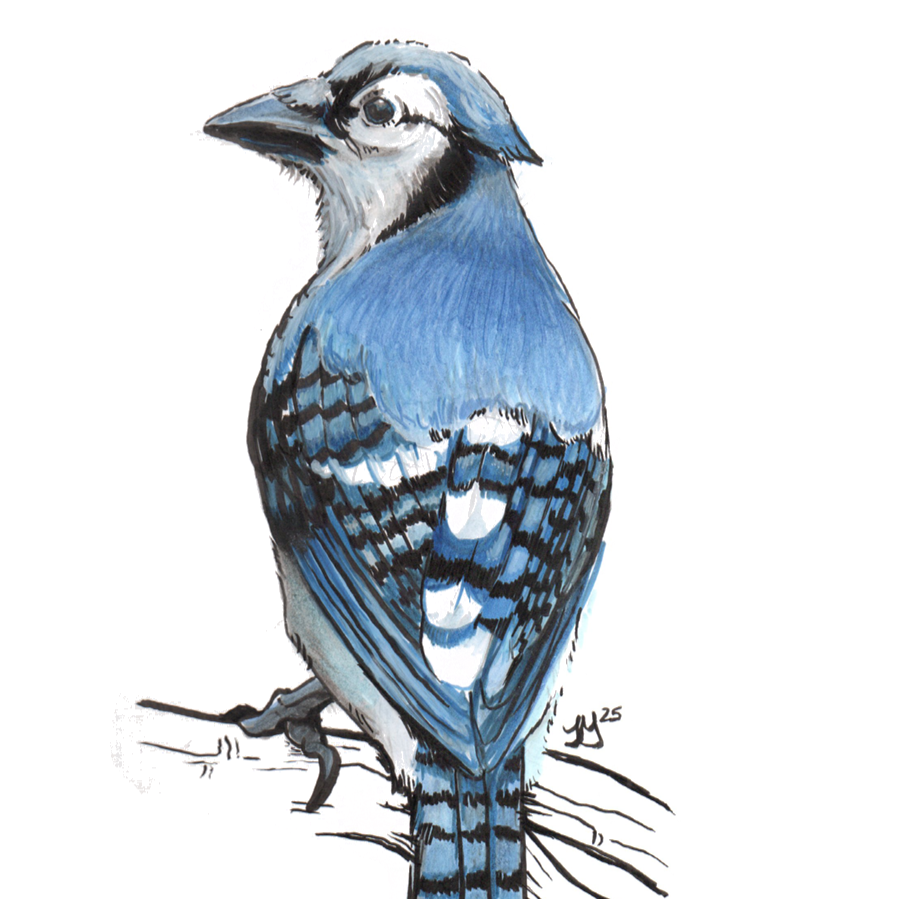 Bluejay