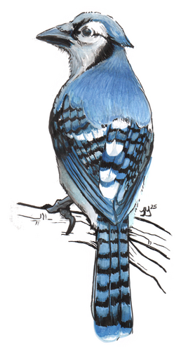 Bluejay